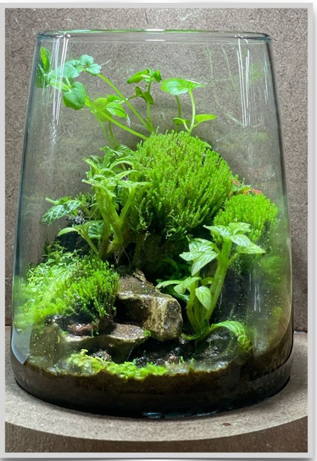 Arium Mini