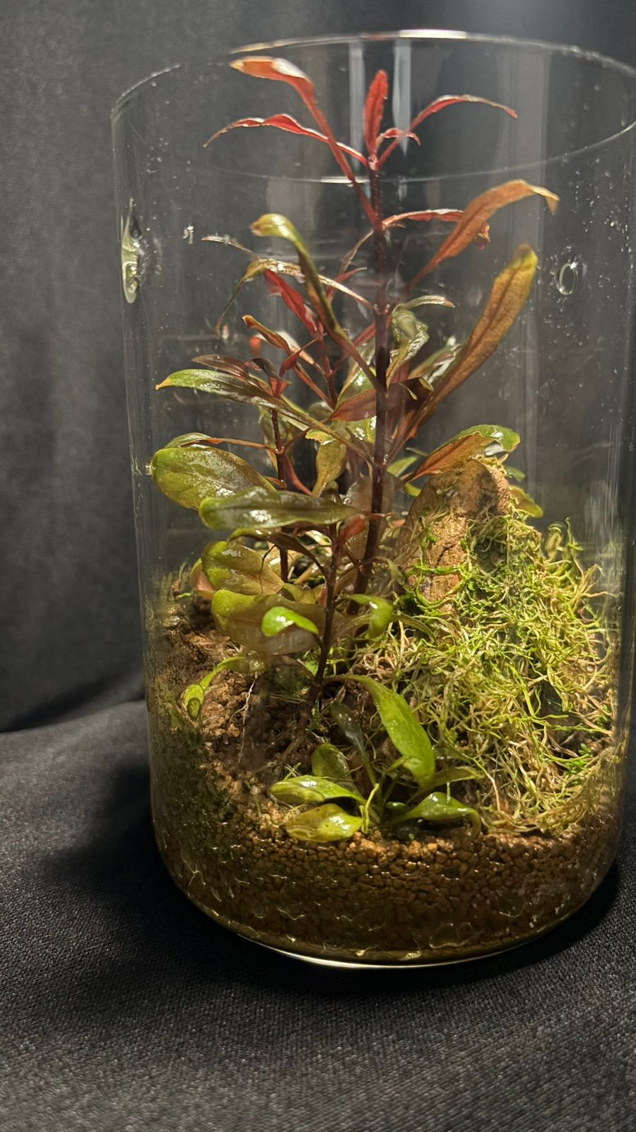 Terrarium 1