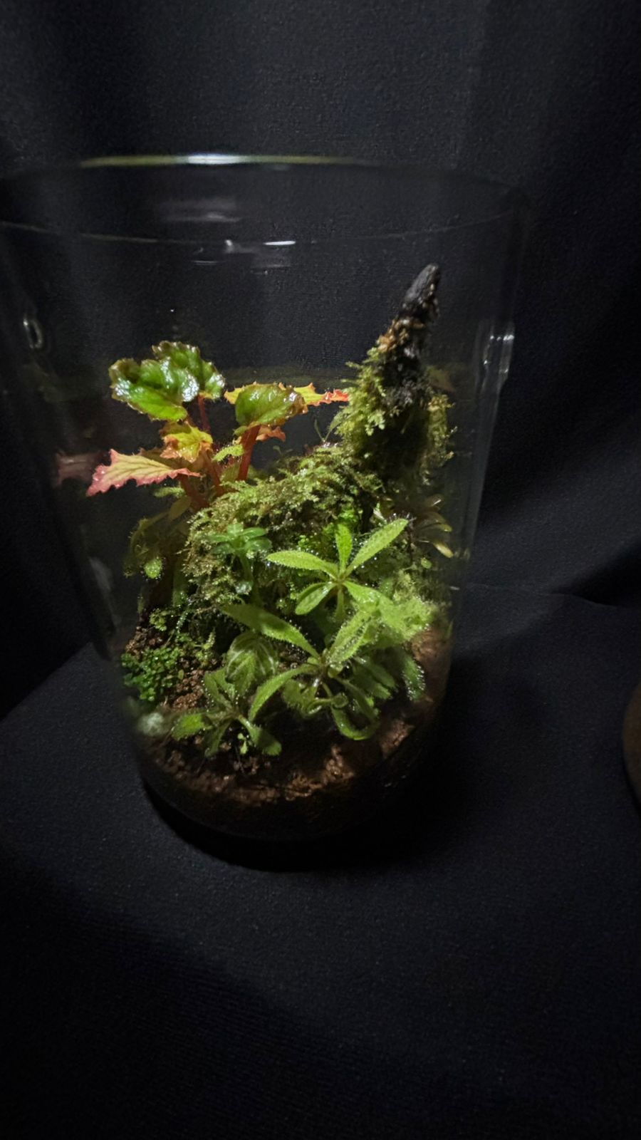 Terrarium 1