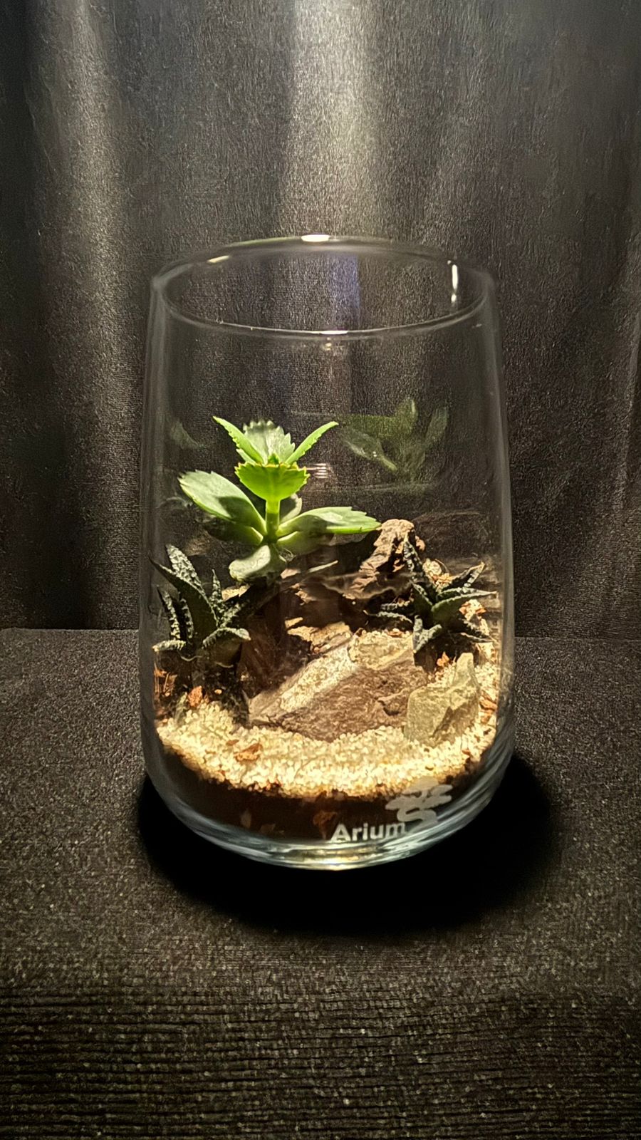 Terrarium 1