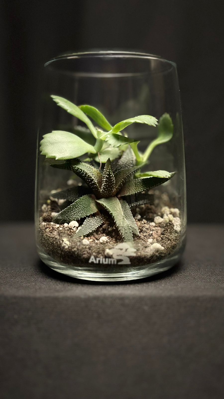 Terrarium 1