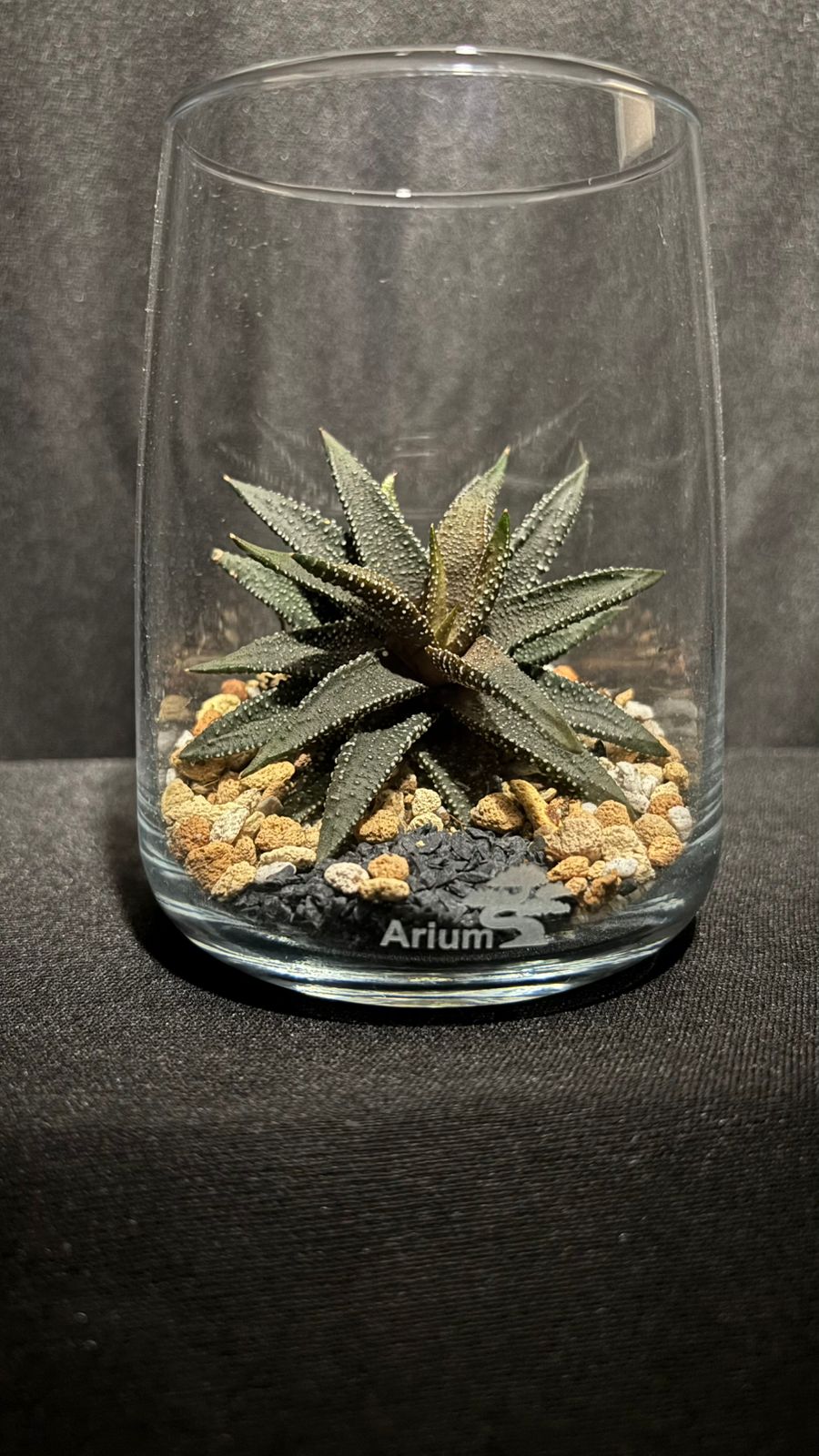 Terrarium 1