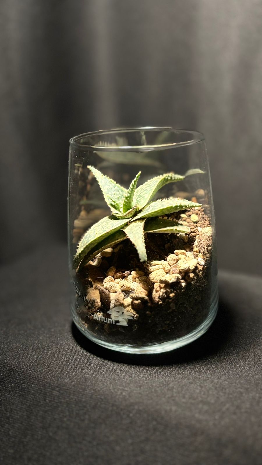 Terrarium 1