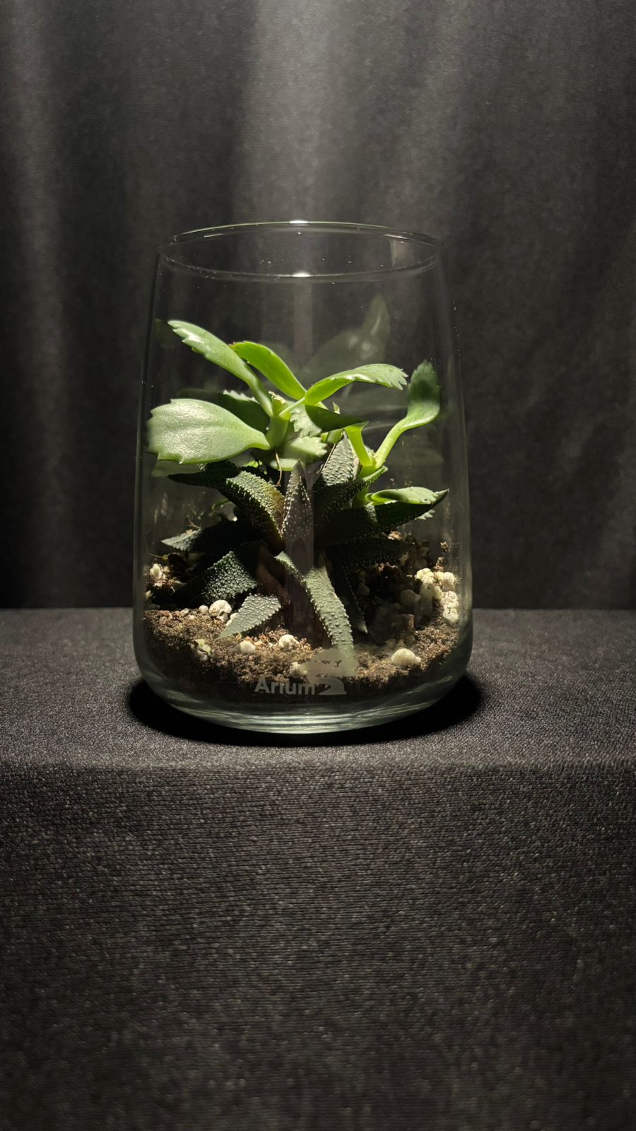 Terrarium 1