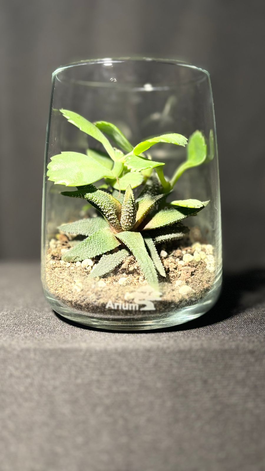 Terrarium 1