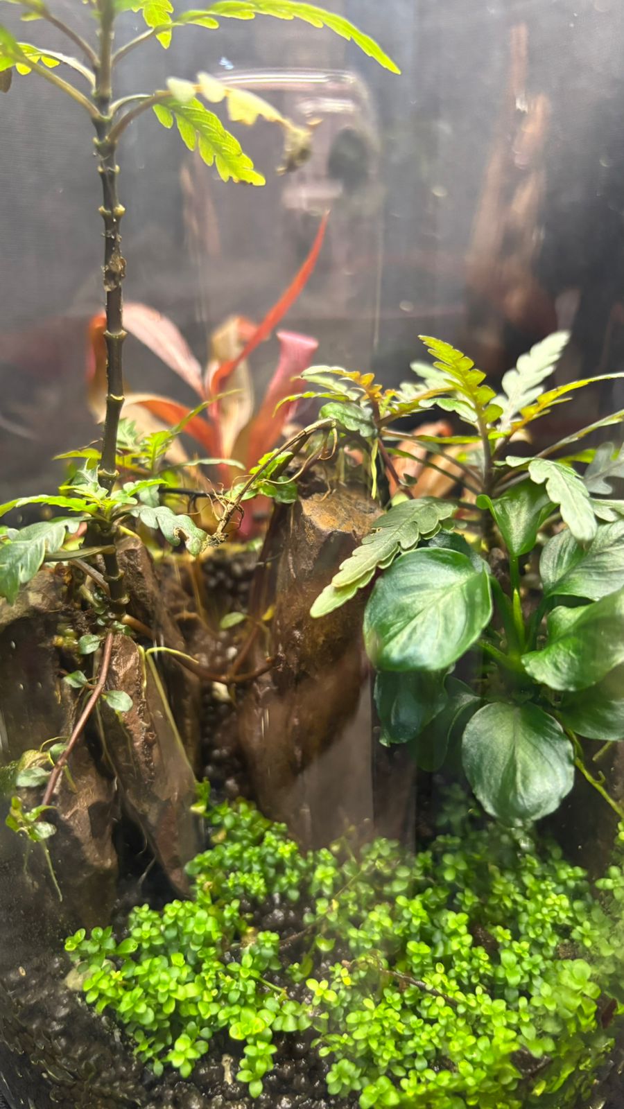 Terrarium 1