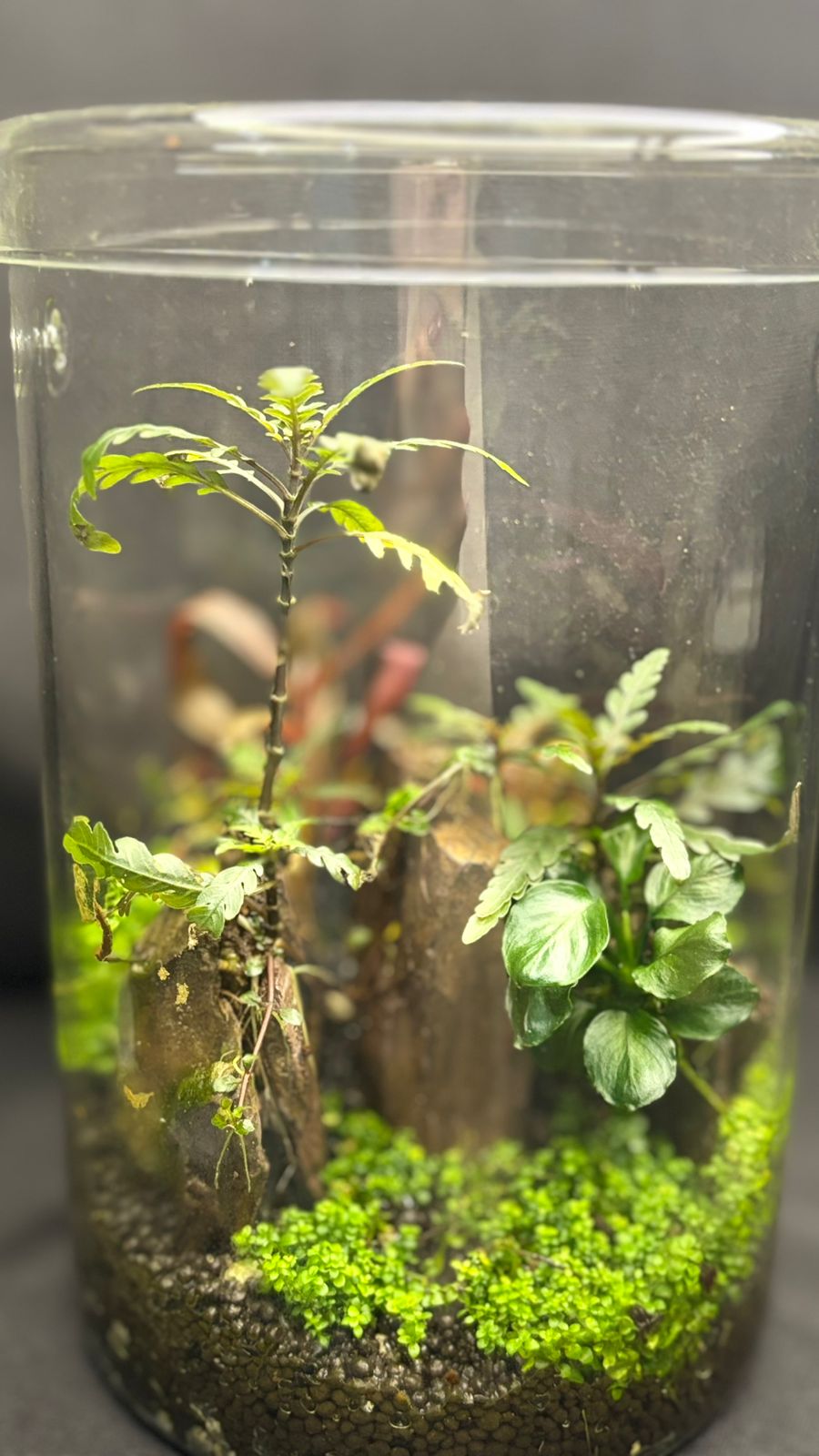Terrarium 1