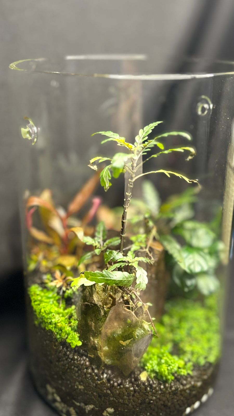 Terrarium 1