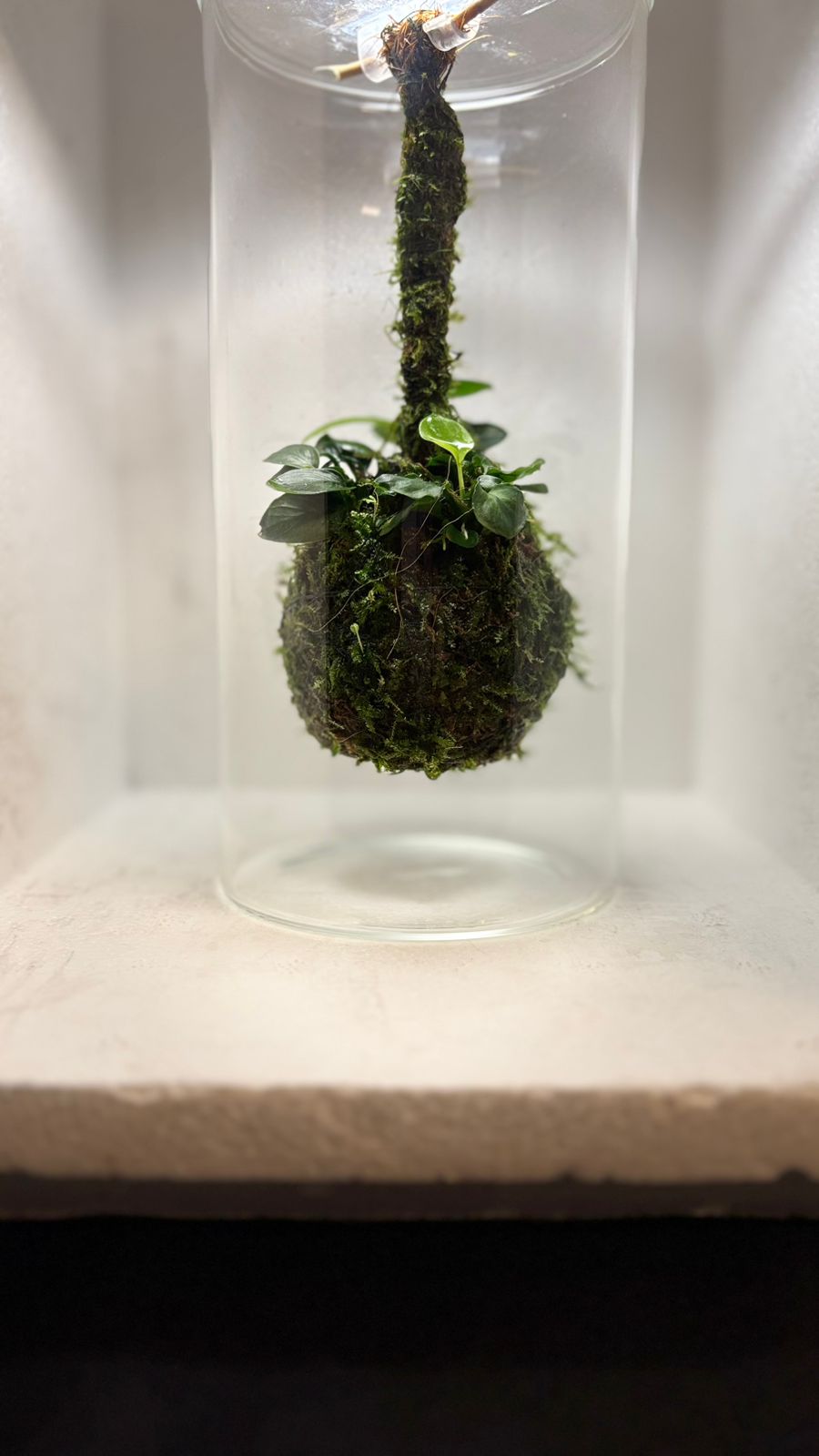 Terrarium 1