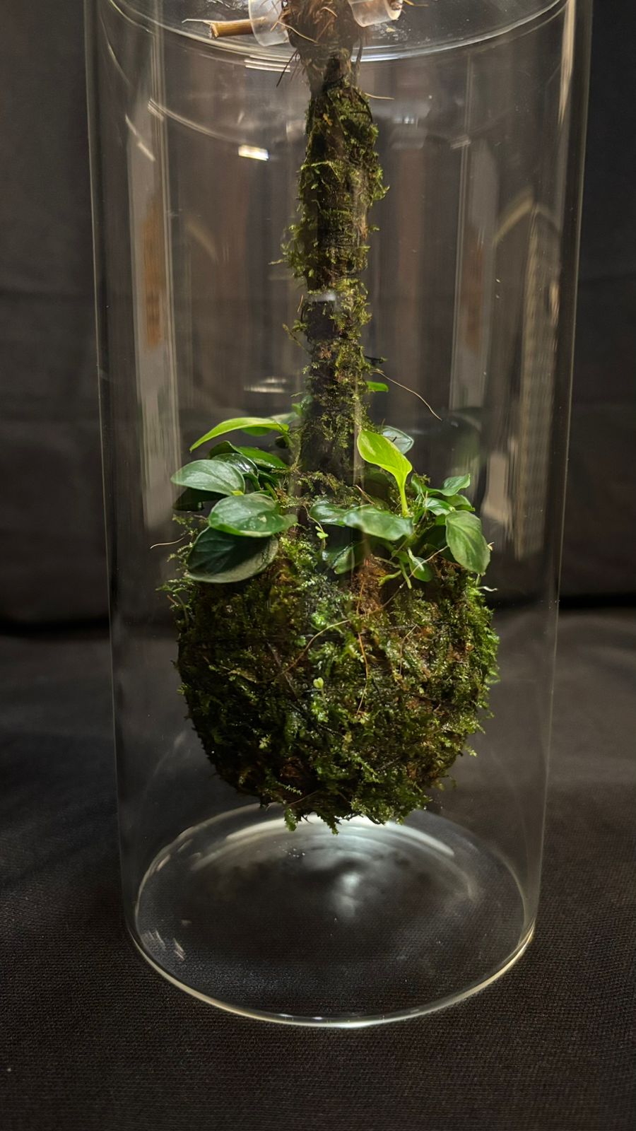 Terrarium 1