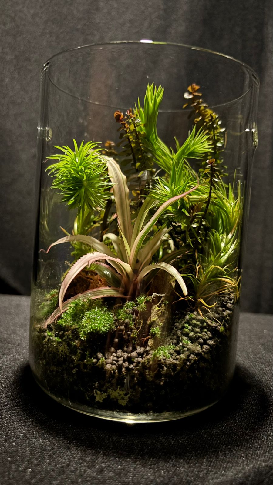 Terrarium 1