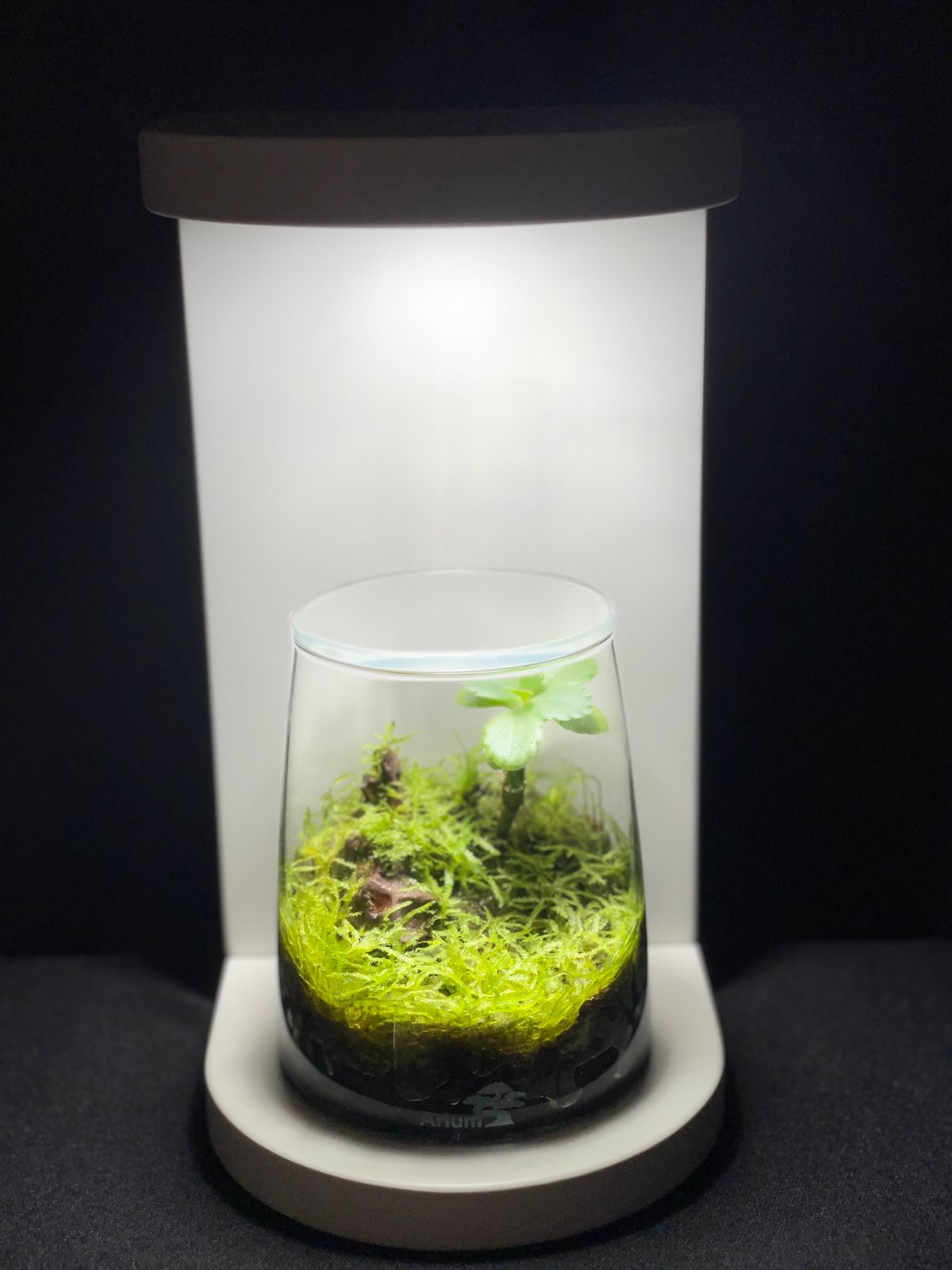 Terrarium 1