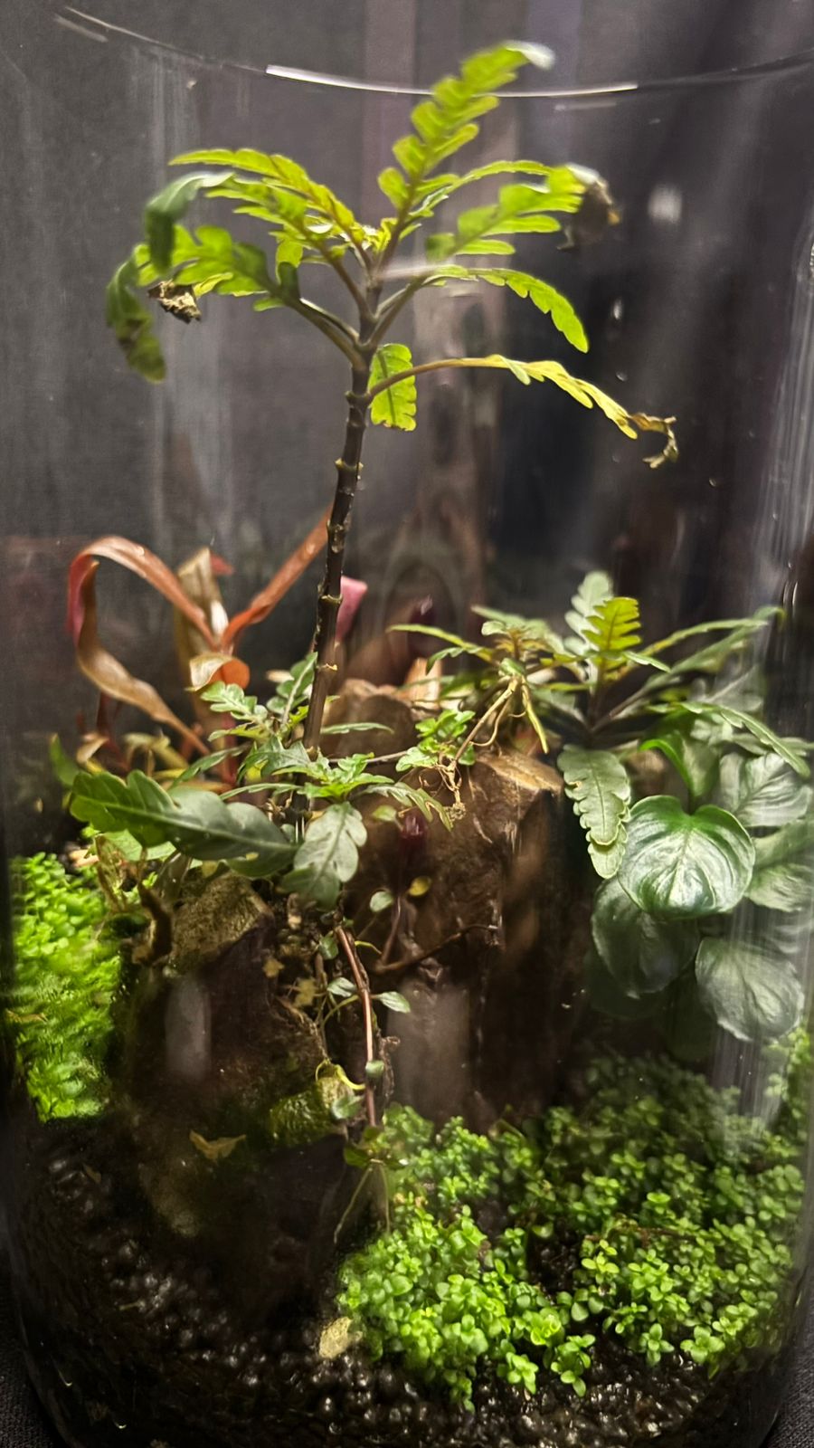 Terrarium 1