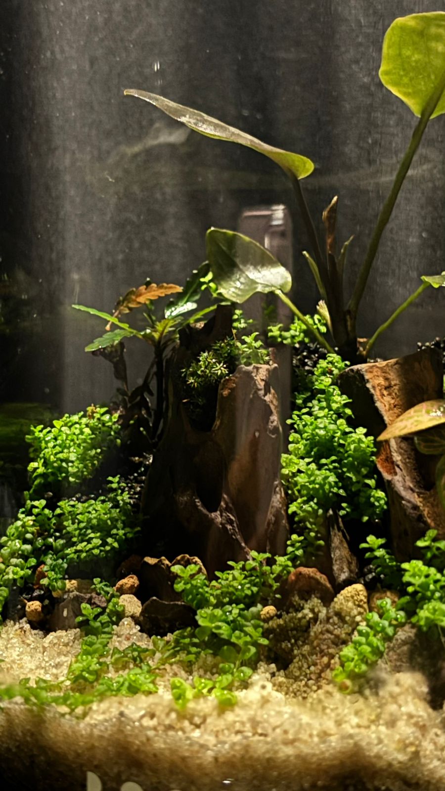 Terrarium 1