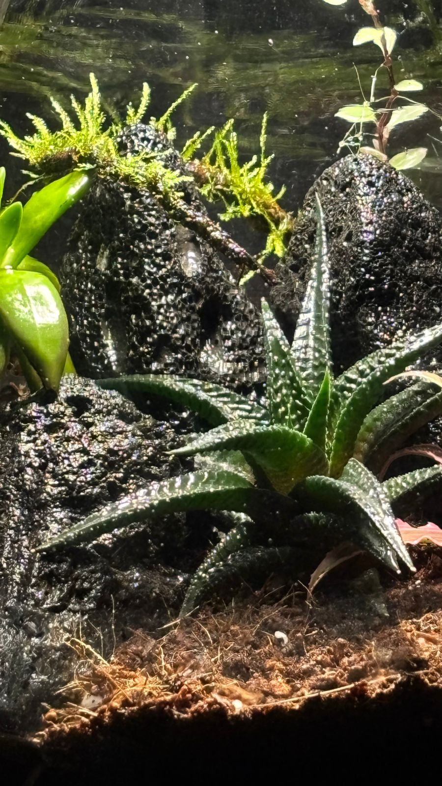 Terrarium 1