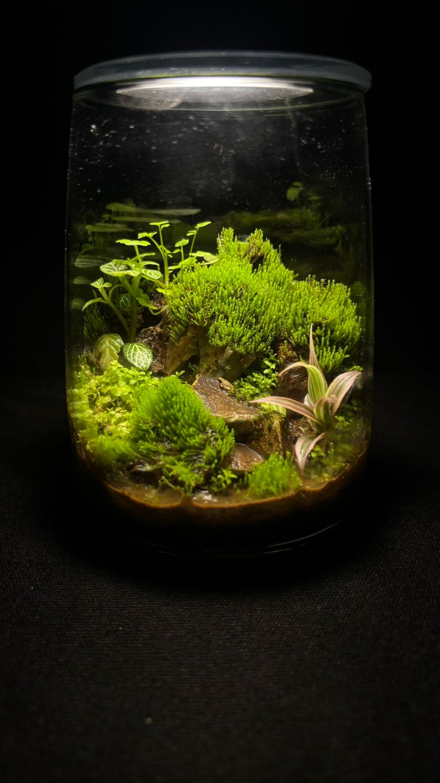 Terrarium 1