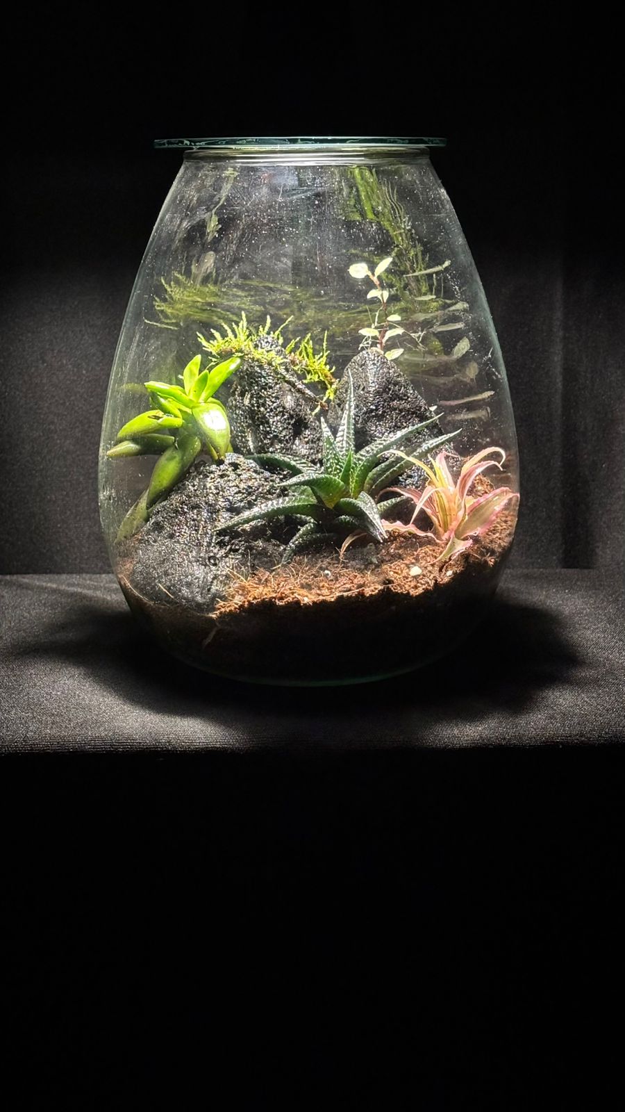 Terrarium 1