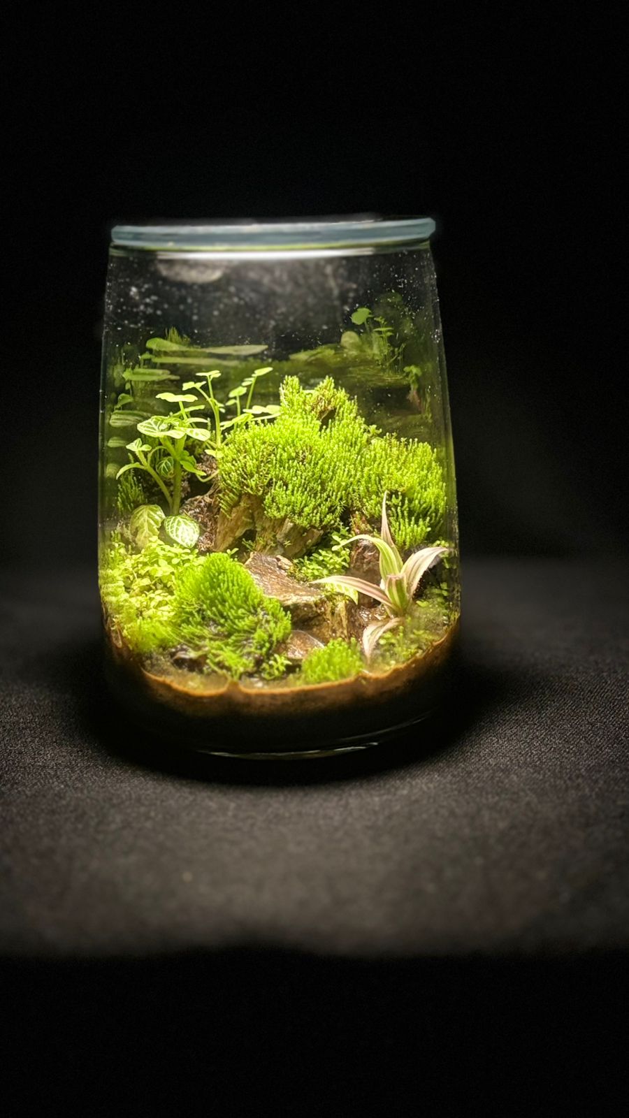 Terrarium 1