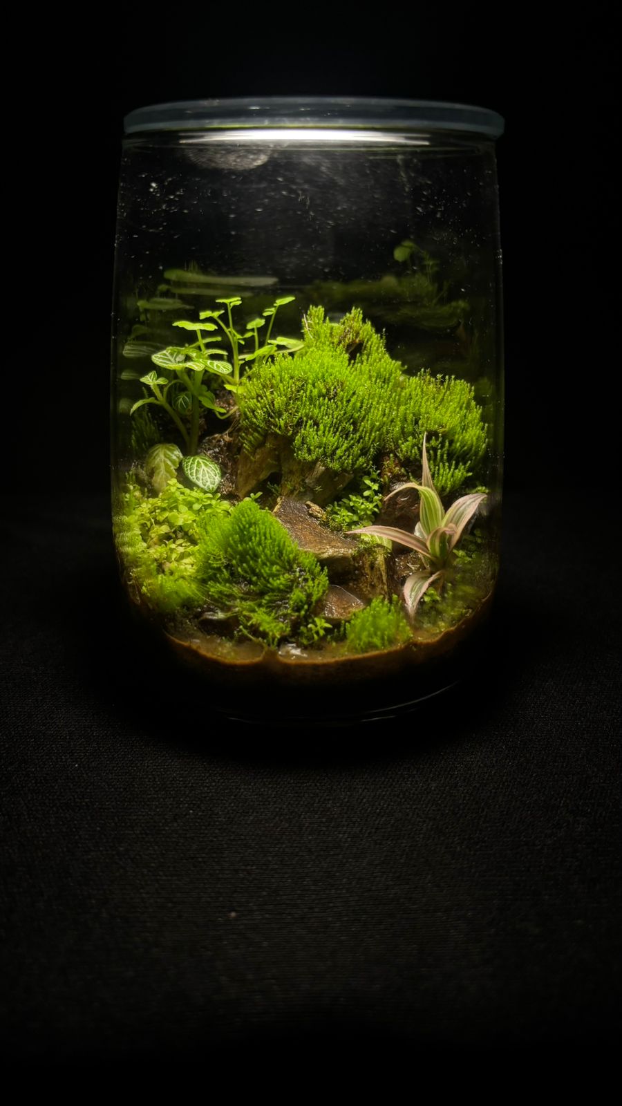 Terrarium 1