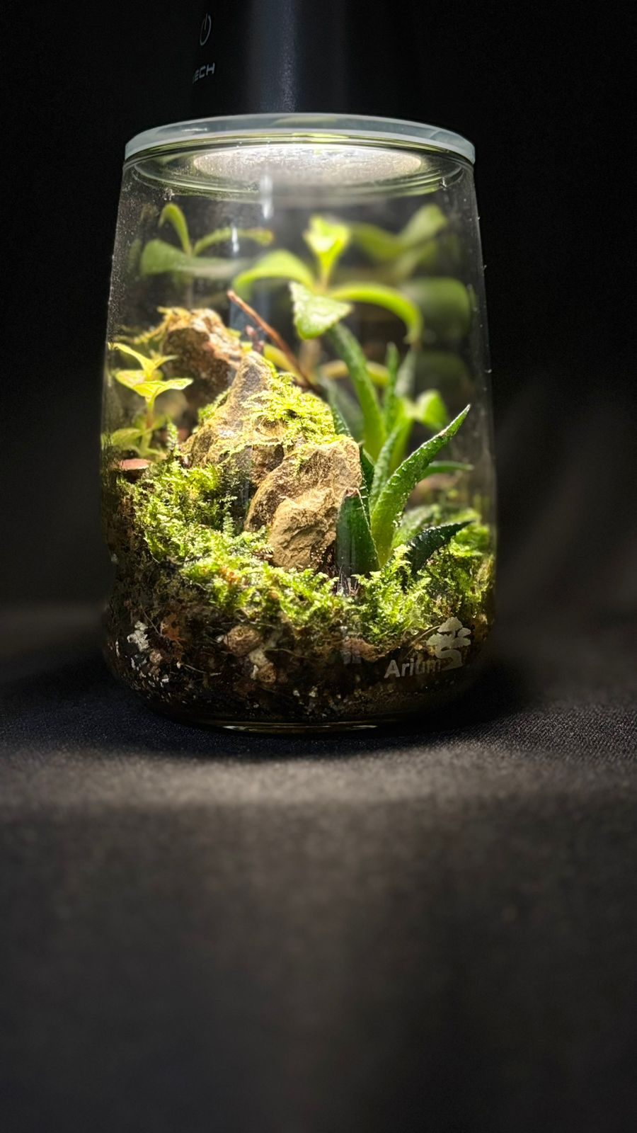 Terrarium 1