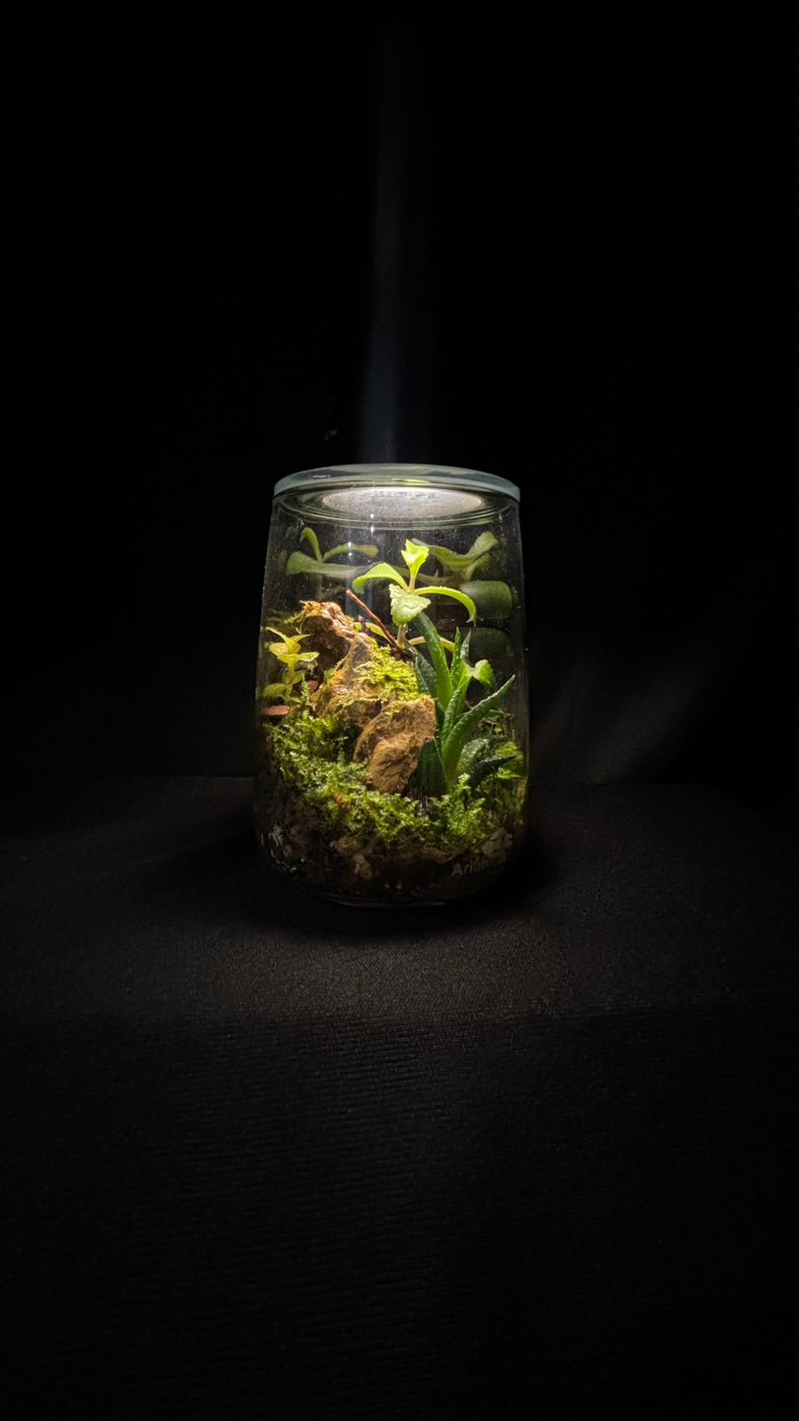 Terrarium 1