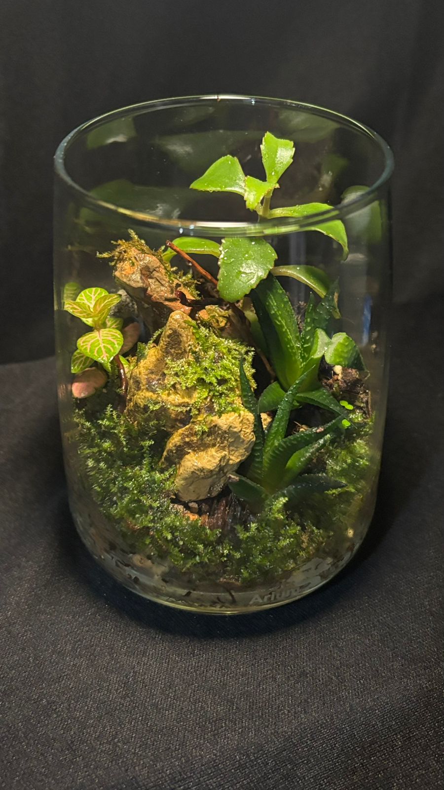 Terrarium 1