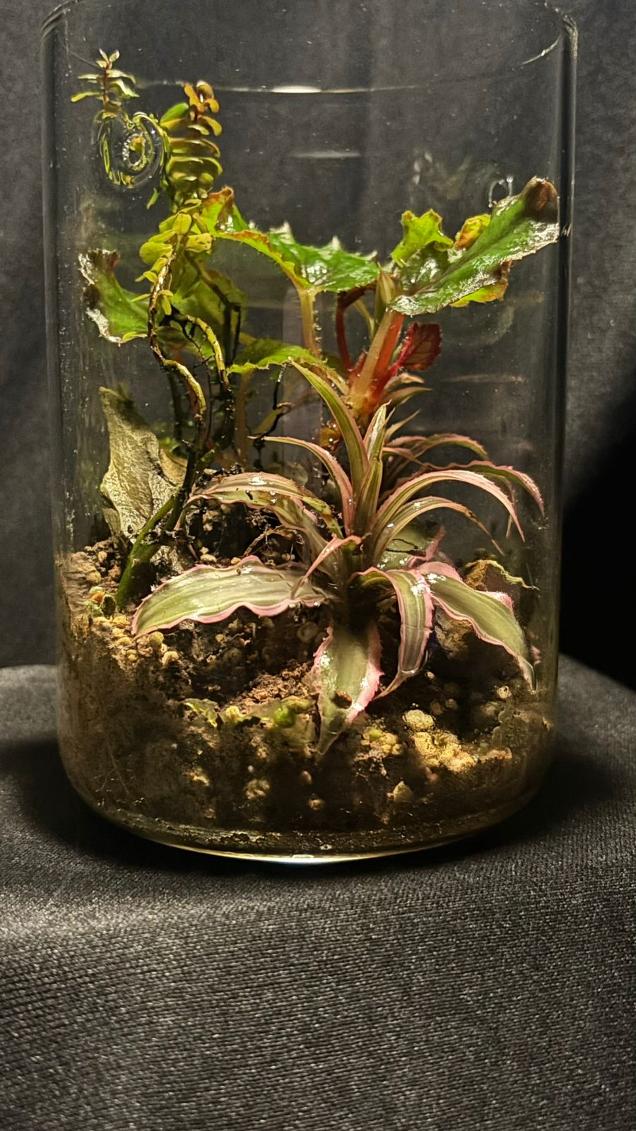 Terrarium 1