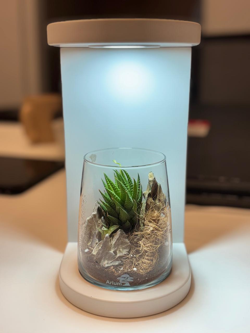 Terrarium 1