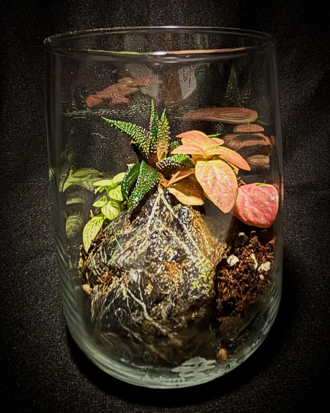 Terrarium 8