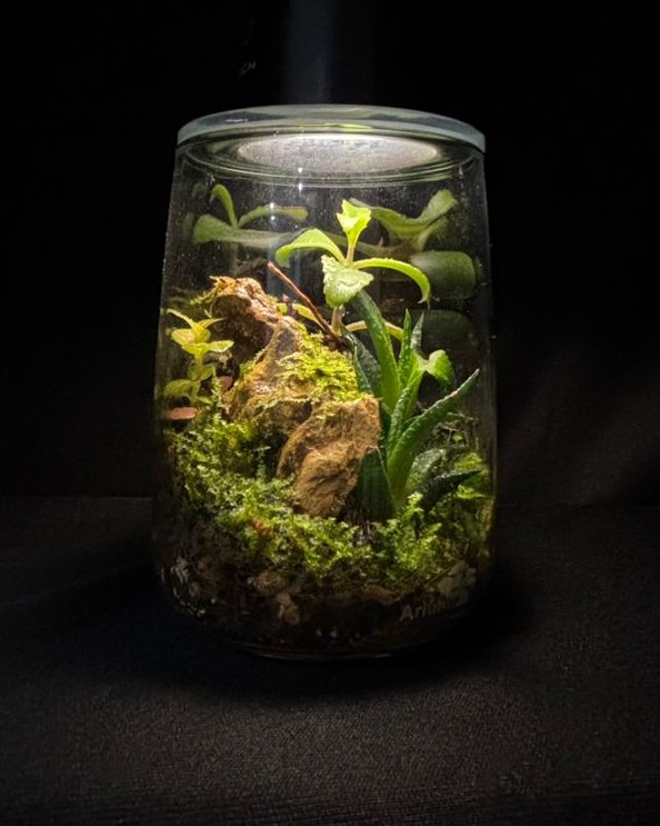 Terrarium 8