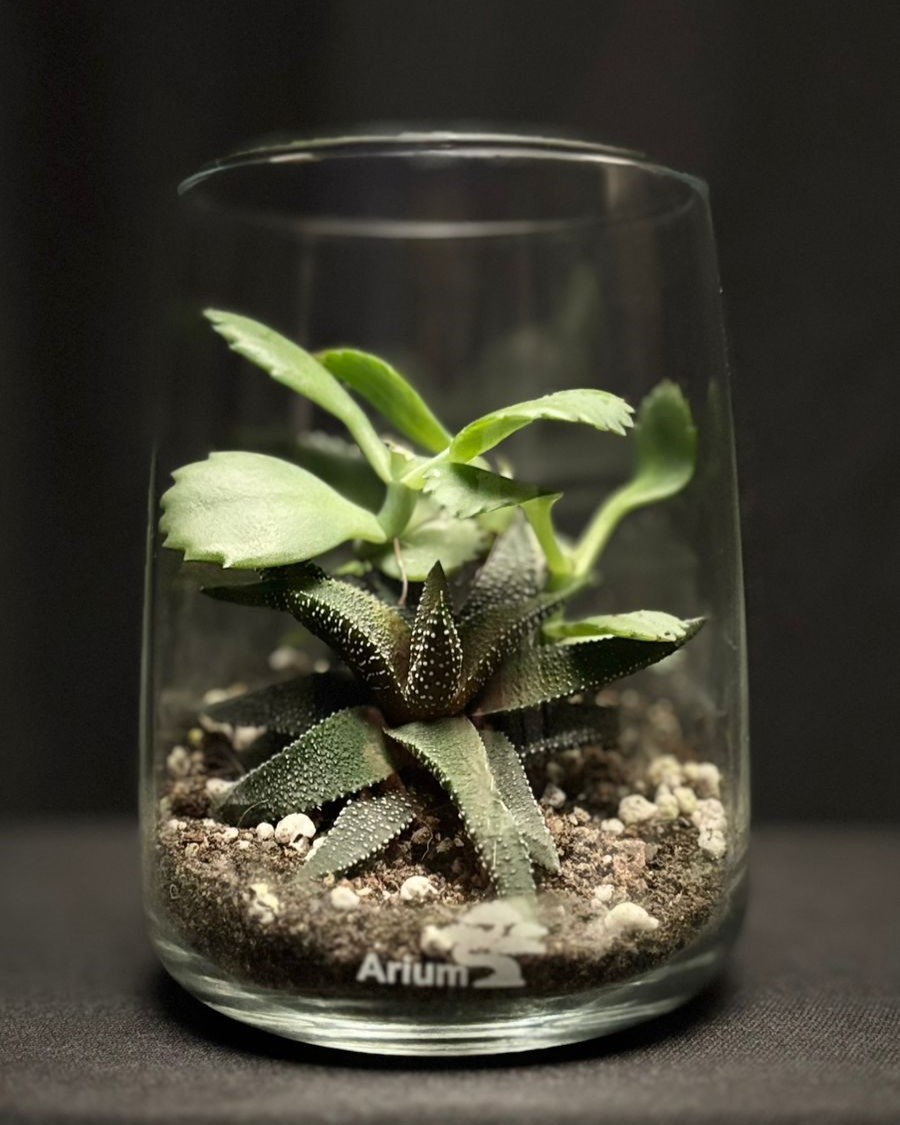 Terrarium 8