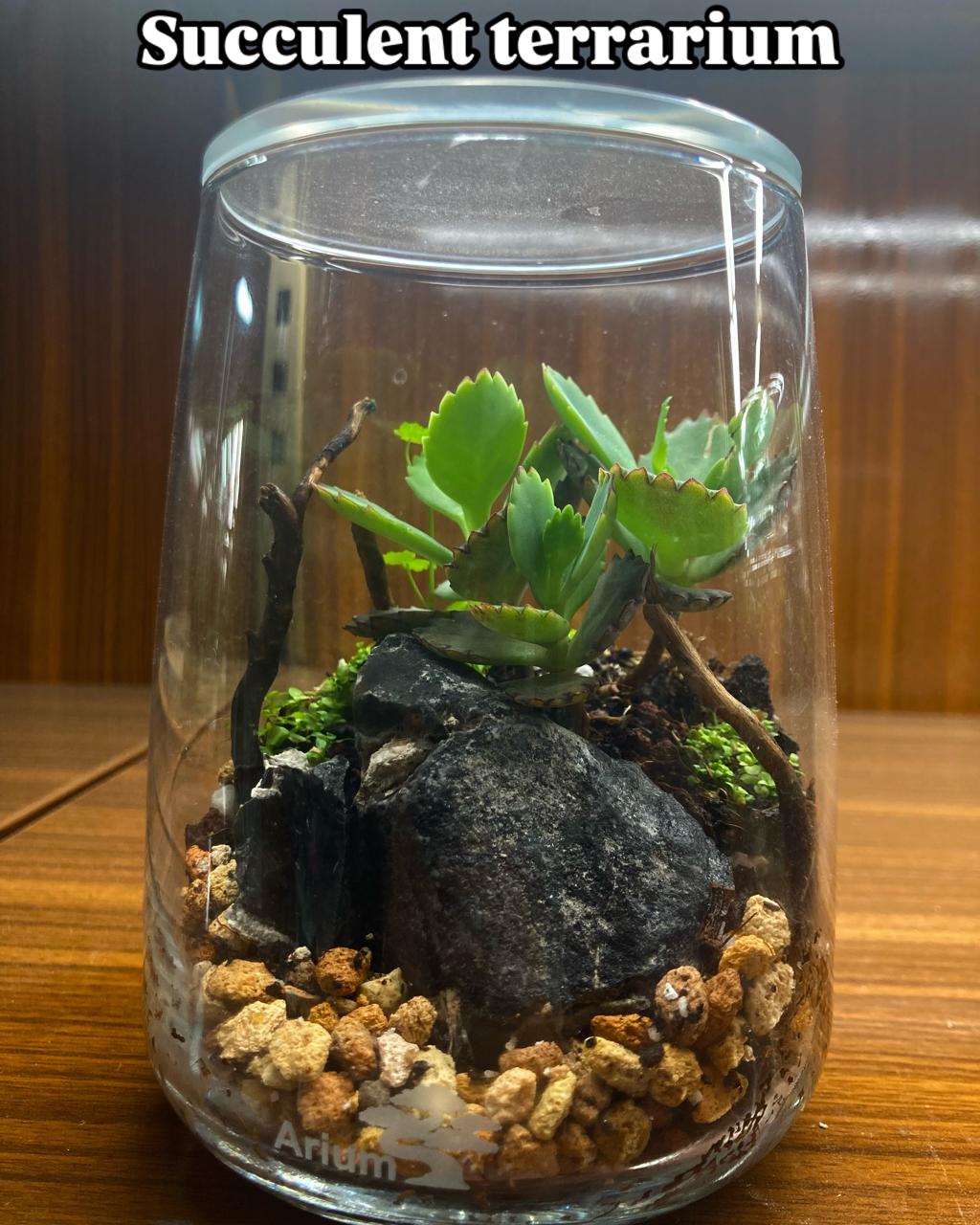 Terrarium 4