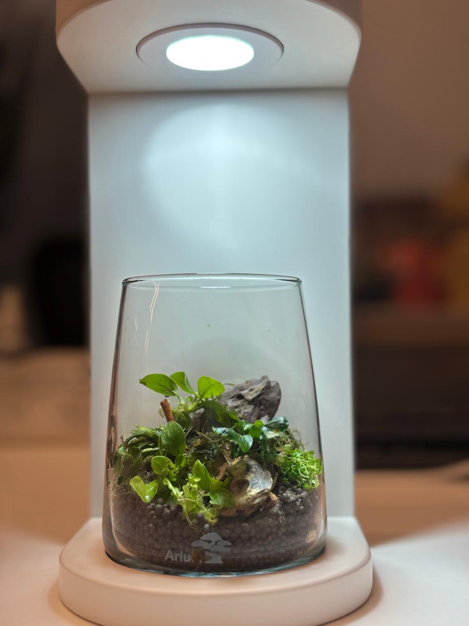 Terrarium 5
