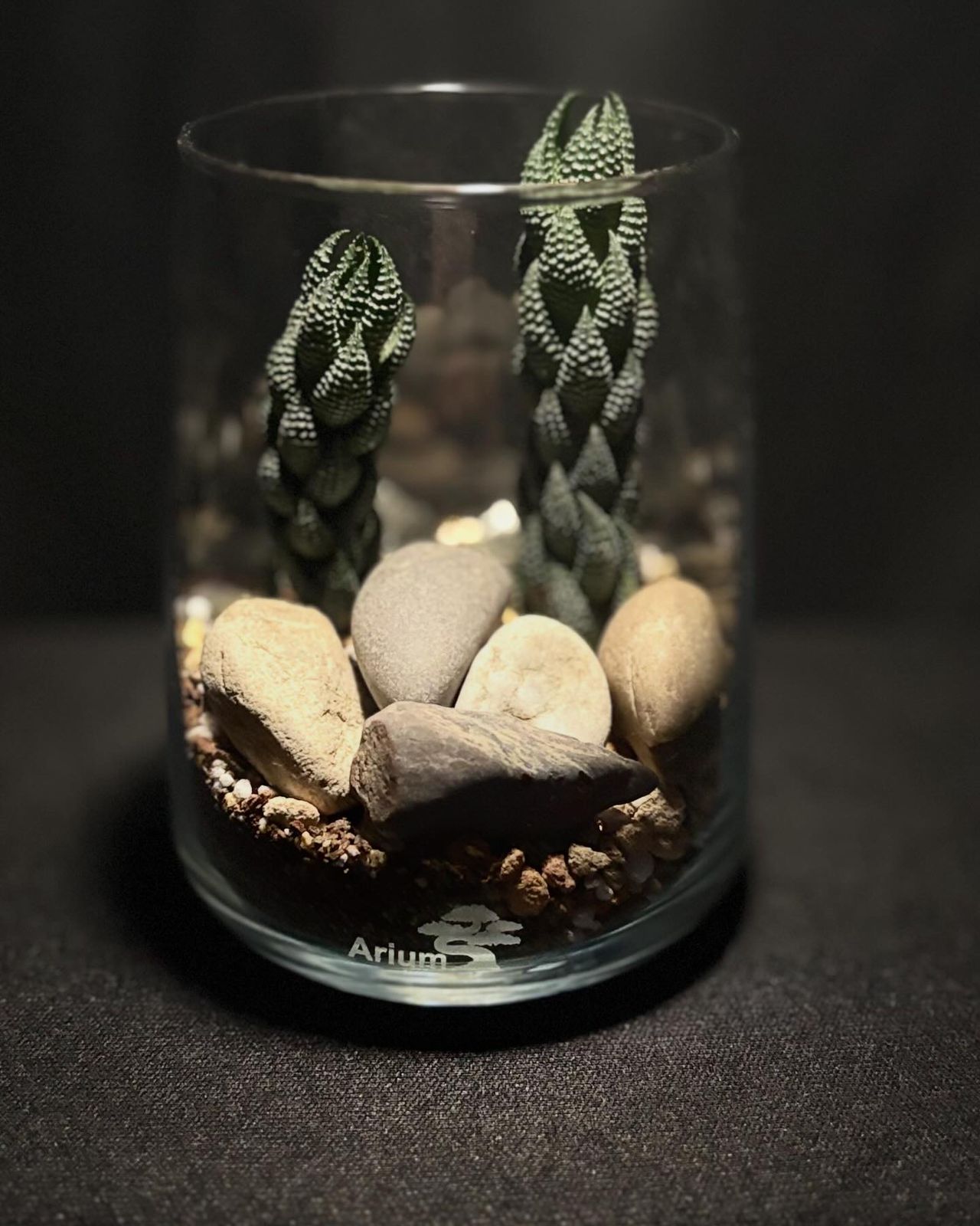 Terrarium 8
